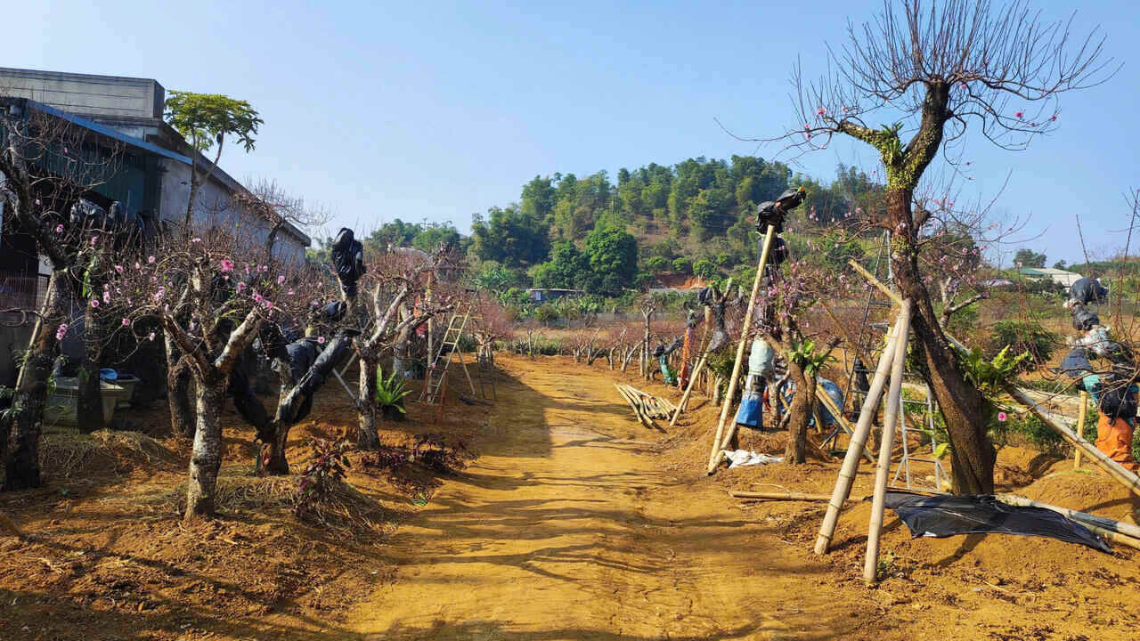 Da Bac la huyen vung cao co so luong dao trong va dao tu nhien lon nhat tren dia ban tinh Hoa Binh. Anh: Dang Tinh