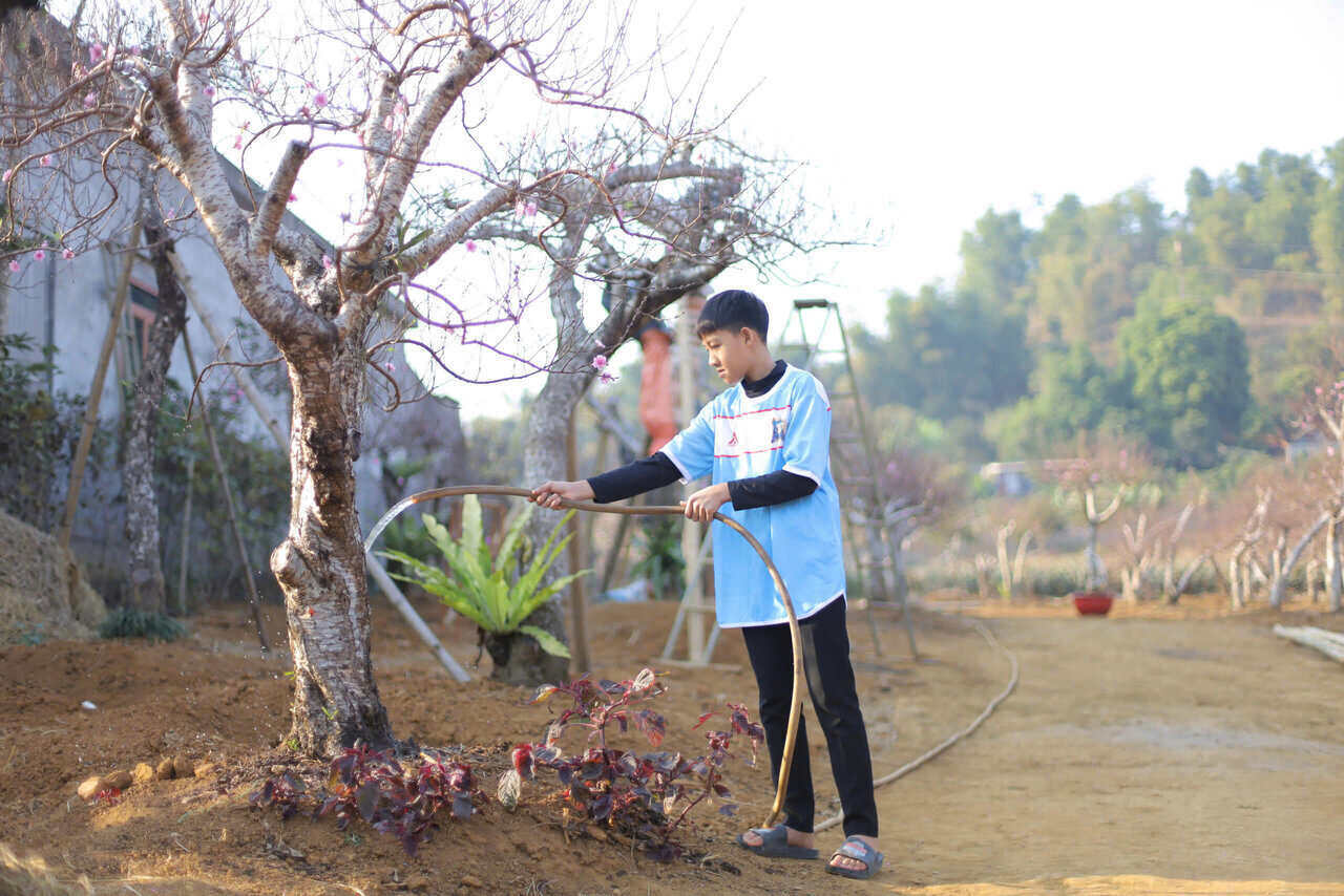 Viec cung cap du nuoc cho cay dao cung rat quan trong khi nhiet do dang giam trong nhung ngay gan day. Anh: Dang Tinh