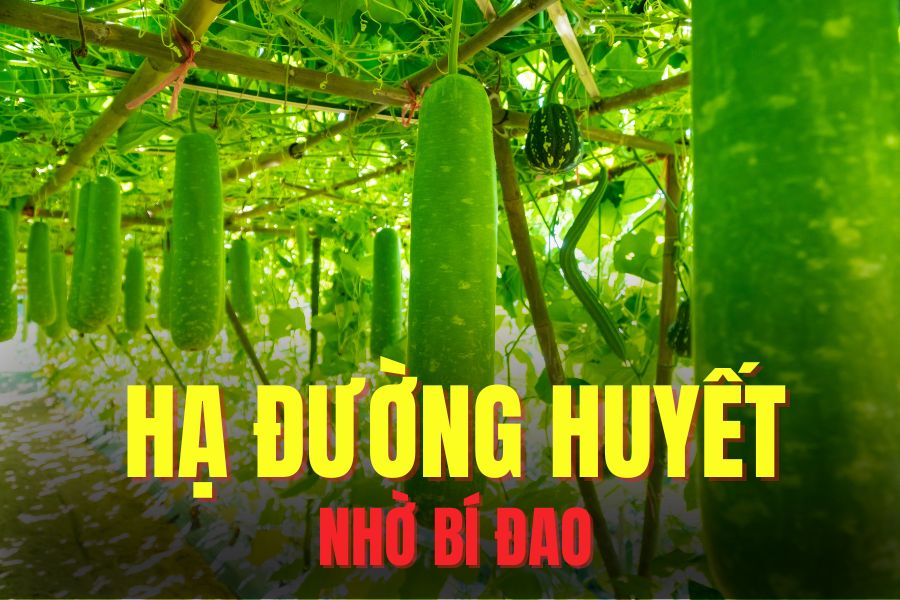 Winter melon can effectively help lower blood sugar. Graphics: Hoai Lan