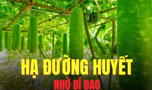 Bí đao có thể hỗ trợ hạ đường huyết hiệu quả. Đồ họa: Hoài Lan