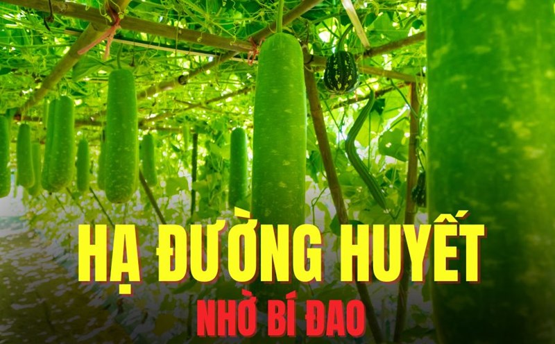Winter melon can effectively help lower blood sugar. Graphics: Hoai Lan