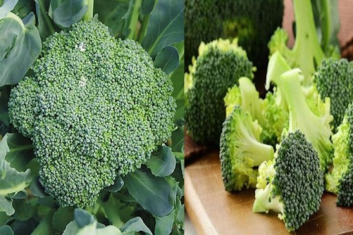 Broccoli helps regulate blood sugar. Illustration: Ha May.