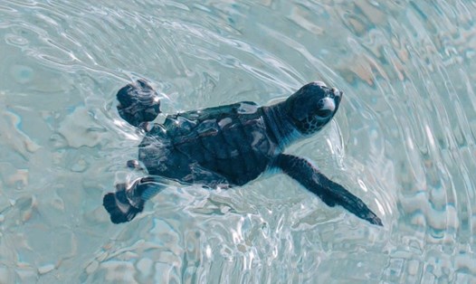 Rùa biển được ấp nở, và thả về môi trường tự nhiên ở Côn Đảo. Ảnh: VQG CĐ