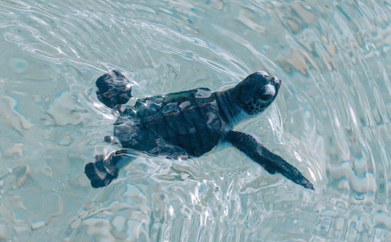 Sea turtles are hatched and released into the natural environment in Con Dao. Photo: CD National Park