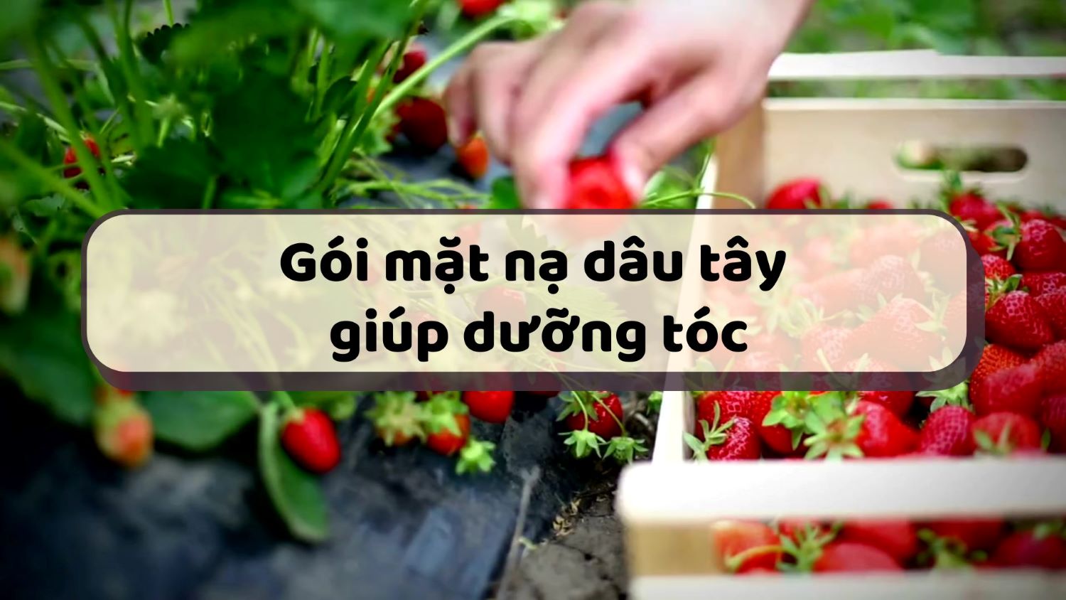 Strawberry mask pack helps nourish hair effectively