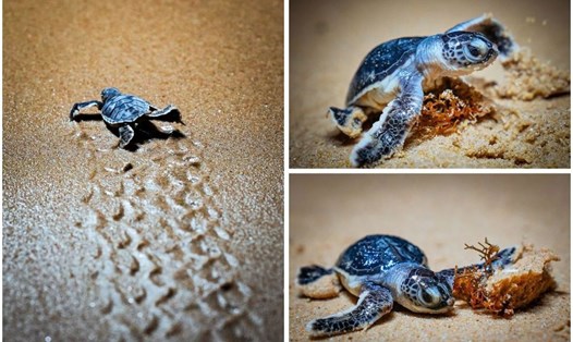 Trong năm 2024, hàng trăm chú rùa con đã chào đời khoẻ mạnh trên bãi biển Bình Định. Ảnh: Dũng Nhân