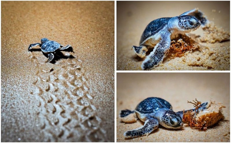 In 2024, hundreds of baby turtles were born healthy on Binh Dinh beach. Photo: Dung Nhan