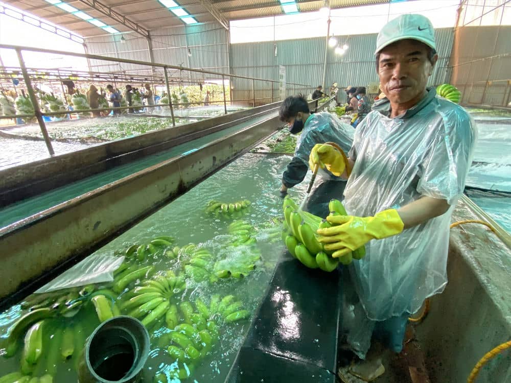 Công nhân lao động tại nhà máy xuất khẩu chuối tại huyện Đak Đoa. Ảnh: Thanh Tuấn 