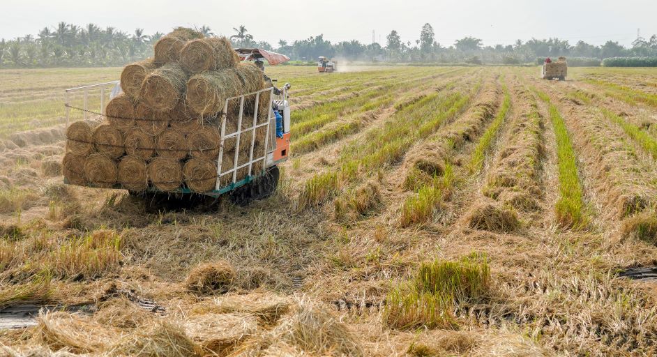 may cuon rom co the thu gom tu 15-20ha ruong moi ngay. Moi ha lua co the thu duoc tu 120-150 cuon rom. Moi cuon rom nang 20kg, ban tai ruong tu 15 den 20 nghin dong. 