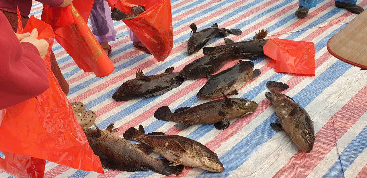 Hon Gai Coal Selection Company gives each worker a grouper for Tet. Photo: Nguyen Hung