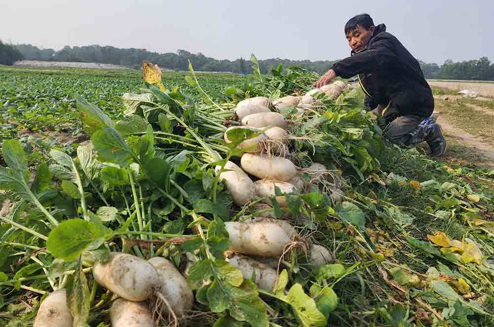 Growing white radish, Mr. Ha's family had a bumper crop. Photo: Tran Tuan