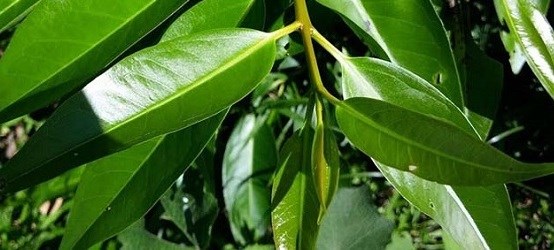 Guava leaves are a natural, effective choice for weight loss if used properly. Photo: Pham My