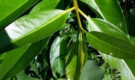 Lá vối là một lựa chọn tự nhiên, hiệu quả trong việc giảm cân nếu được sử dụng đúng cách. Ảnh: Phạm My
