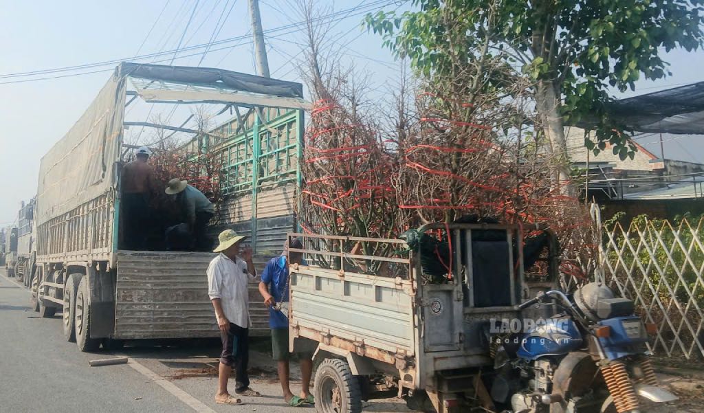 Nguoi dan dem hoa kieng len xe tai de van chuyen den cac thanh pho lon de ban. Anh: Thanh Nhan