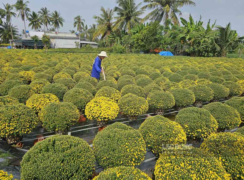 Nguoi dan o huyen Cho Lach (tinh Ben Tre) cham soc hoa cuc. Anh: Thanh Nhan