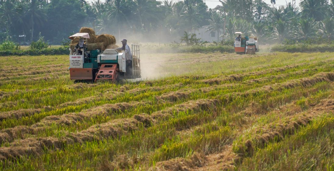 Soc Trang farmers rake in the cash from straw. Photo: Phuong Anh