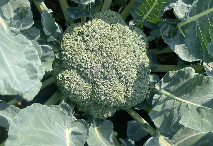 This vegetable can effectively help detoxify the body. Photo: Kieu Vu