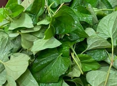 Fish mint has the ability to support detoxification of the body when added to the diet. Photo: Kieu Vu
