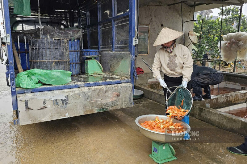 Tu nhieu nam nay, lang nghe nuoi ca chep do Thuy Tram da cung cap nguon ca phong sinh cho nhieu tinh thanh tren ca nuoc. Anh: To Cong.