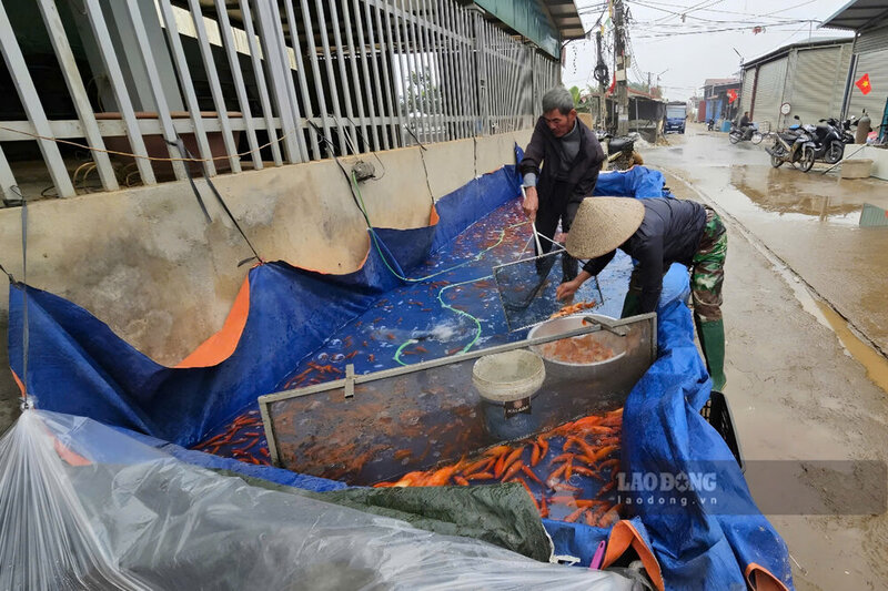 Nam nay, lang Thuy Tram du kien cung cap tu 30 den 35 tan ca chep do ra thi truong. Anh: To Cong.