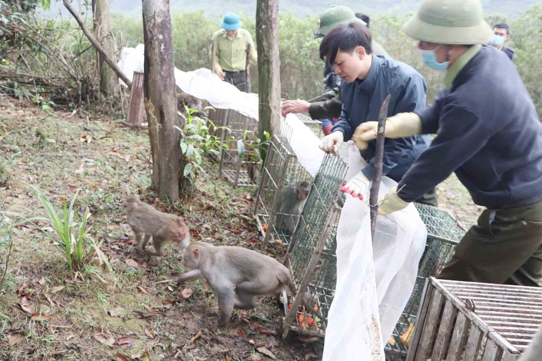 Releasing wild animals, monkeys, back into the wild. Photo: Quang Tuan.