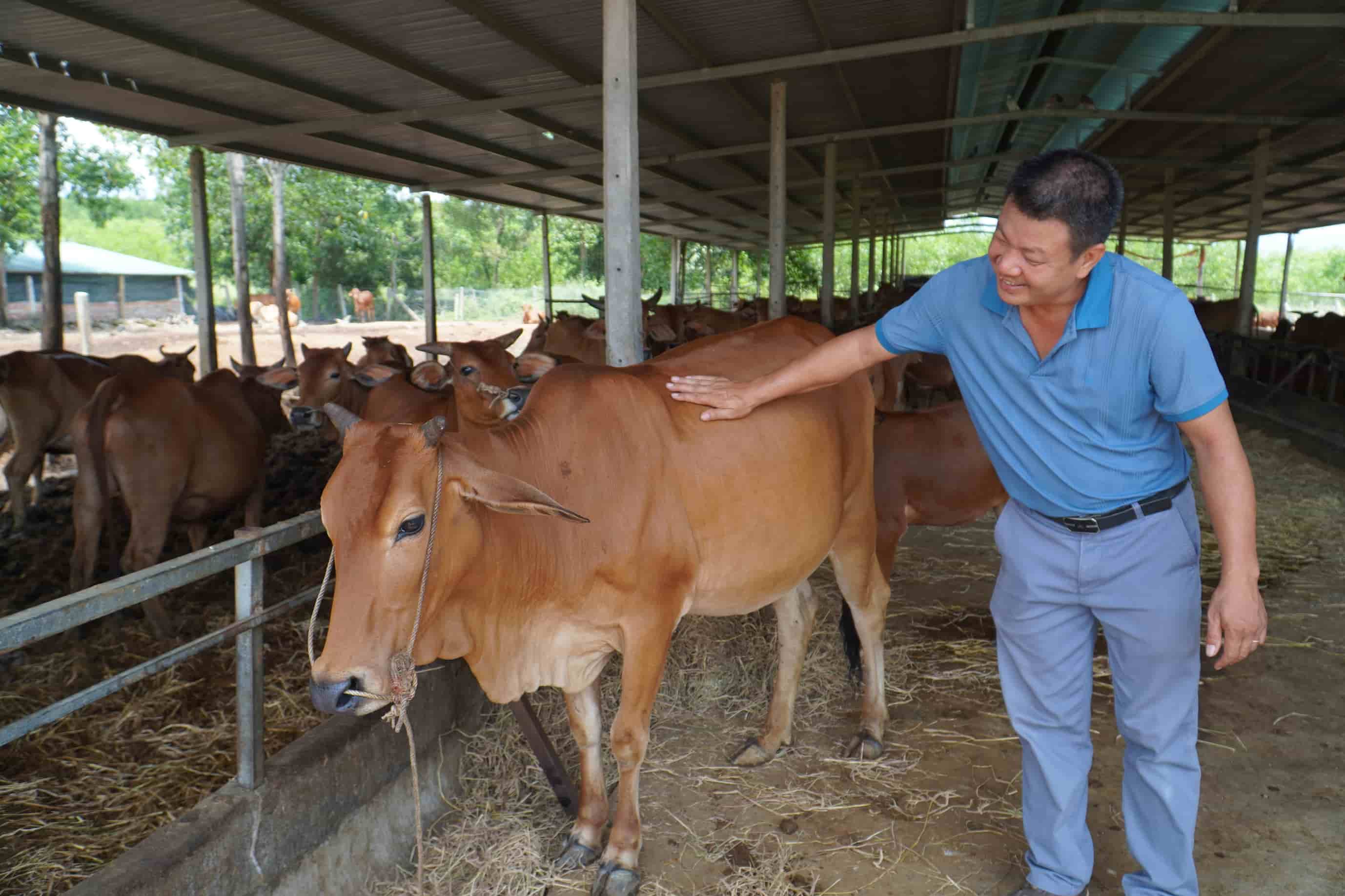 Mr. Nguyen Minh Thanh practices clean agriculture, earning more than 2 billion VND in revenue each year. Photo: Binh Quy