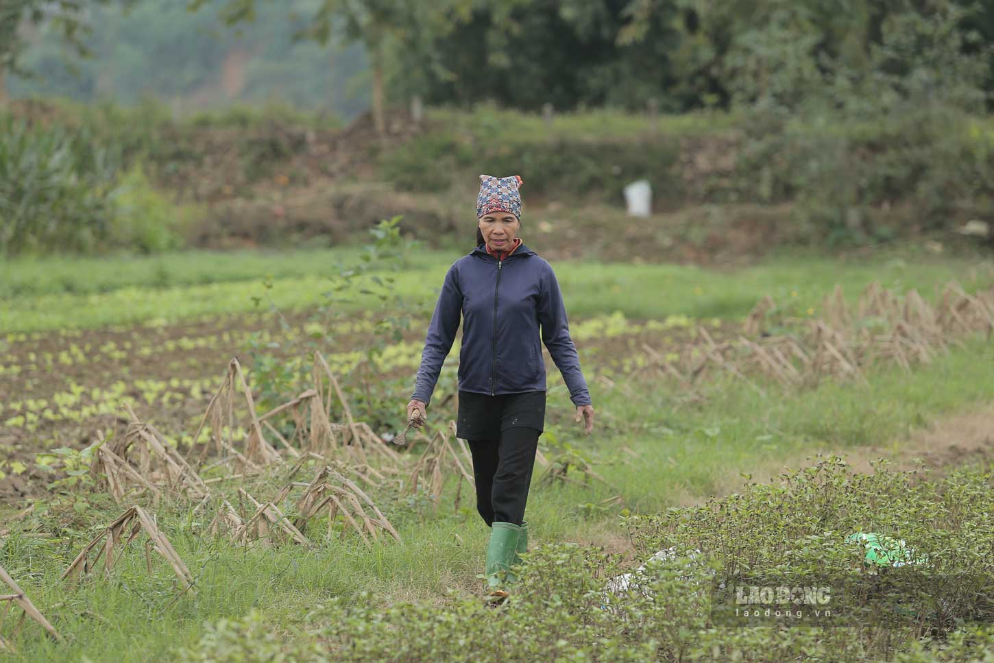 Nhung luong rau xanh tot tai xa Tuy Loc, TP Yen Bai. Anh: Tran Bui