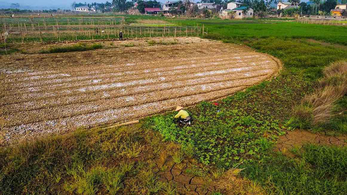 Green color on vegetable gardens in Yen Bai. Photo: Tran Bui