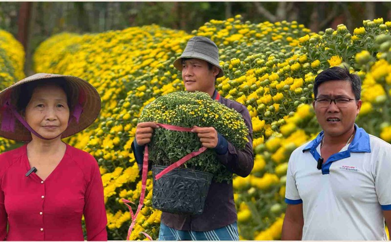 Cho Lach raspberry chrysanthemums are in high demand, flooding Hanoi for Tet 2025. Photo: Hoang Loc