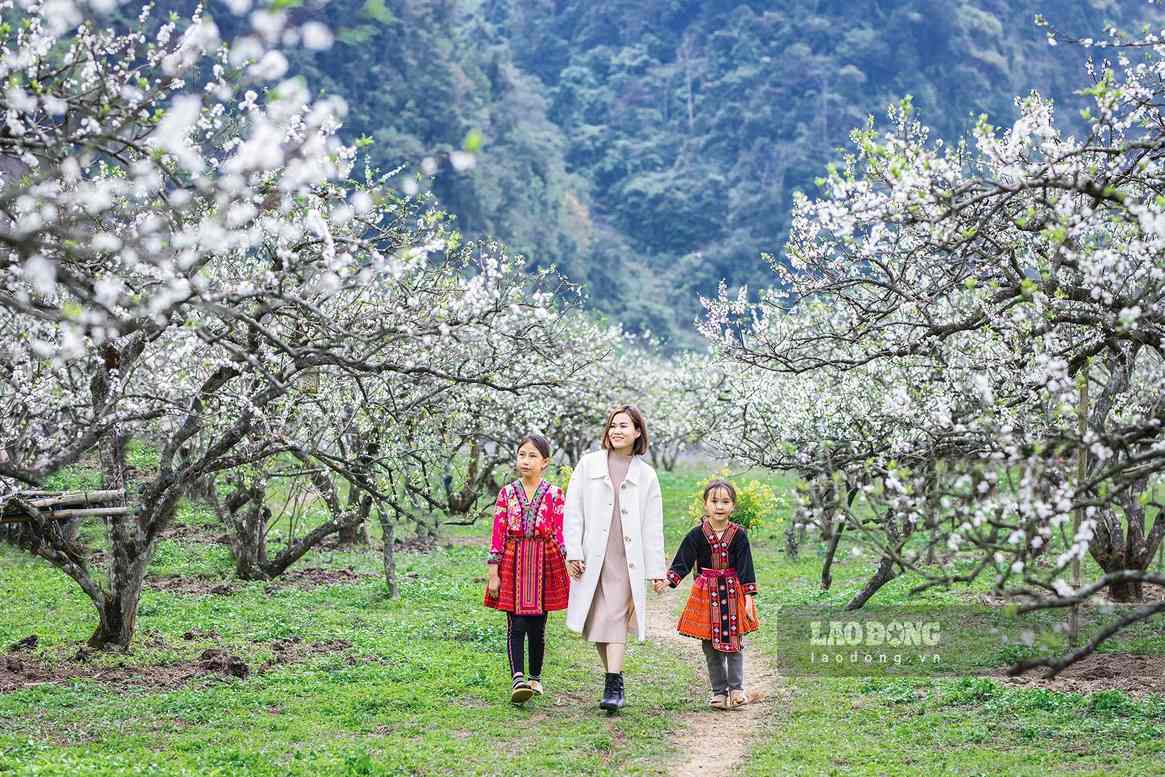 Du khach du xuan giua vuon man no trang o Moc Chau, Son La. Anh: Thanh Dao