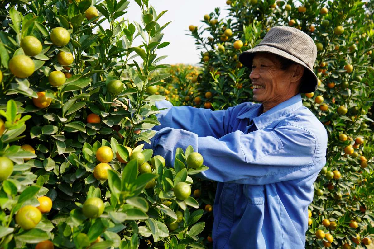 Hai Phong garden owner excitedly closed the deal even though kumquat prices increased compared to previous years. Photo: Mai Dung