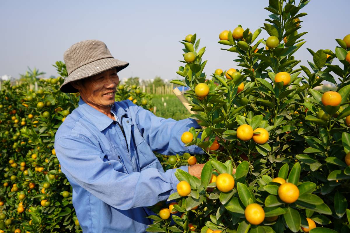 Sang 2.1, ba Nguyen Thi Xuan va chong la ong Nguyen Van Gioi, chu vuon quat canh o to dan pho Minh Kha, phuong Dong Thai, quan An Duong, Hai Phong kiem tra mot vong vuon quat canh. Gia dinh ba Xuan, ong Gioi co 2 vuon quat, nhung vu Tet nay chi mot vuon duoc thu hoach. Vuon con lai gan 100 goc mat trang do bao Yagi va mua lut sau bao. “Mot vuon mat trang nen gia dinh tap trung cham bon cho vuon quat nay, dung lai nhung cay quat bi do do bao. Rat may, quat phuc hoi nhanh, van cho qua to, sai triu, vang dep de thu hoach dip Tet” – ong Gioi chia se.