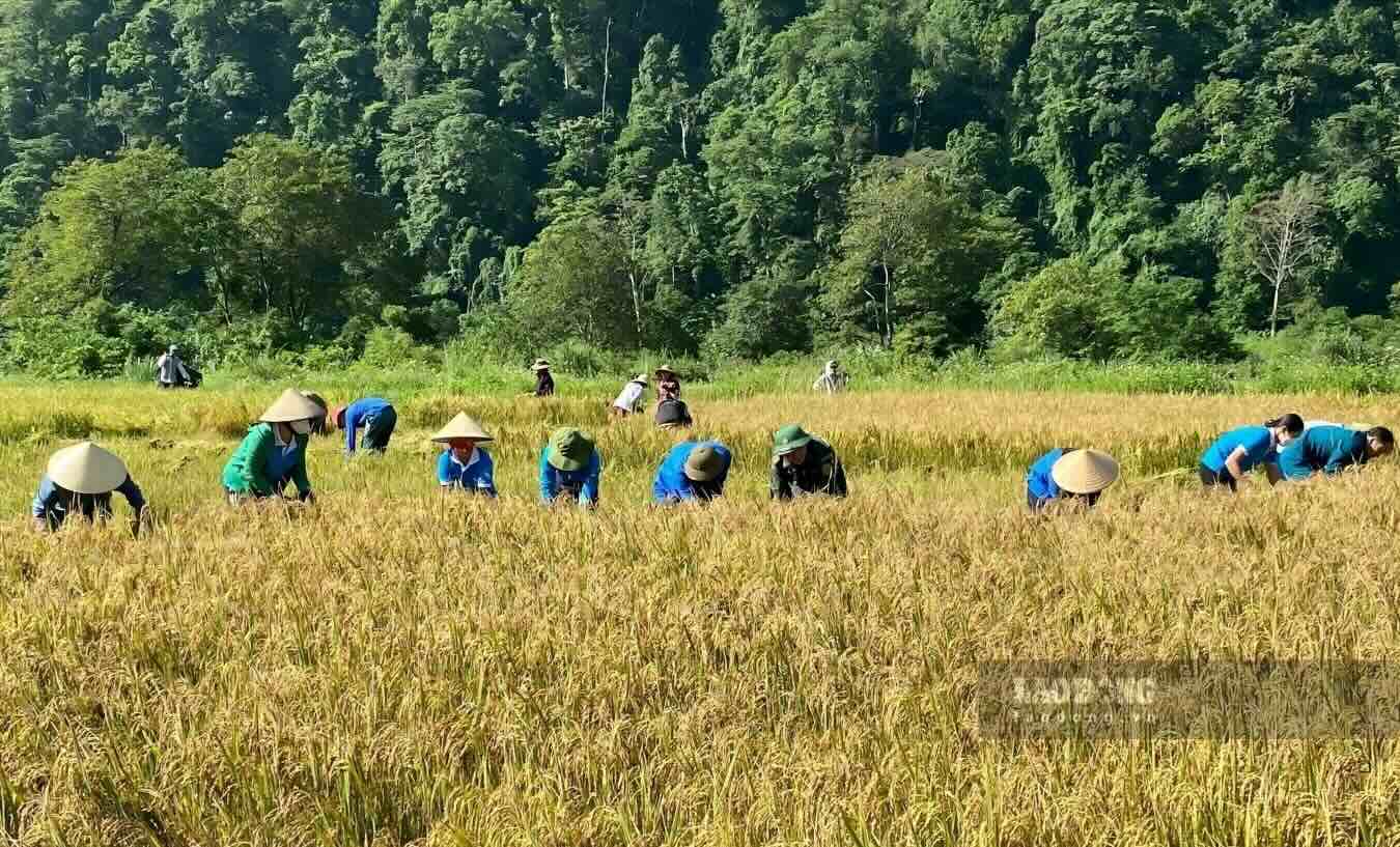 Nhieu dien tich lua duoc nguoi dan trong trot. Anh: Cong Sang