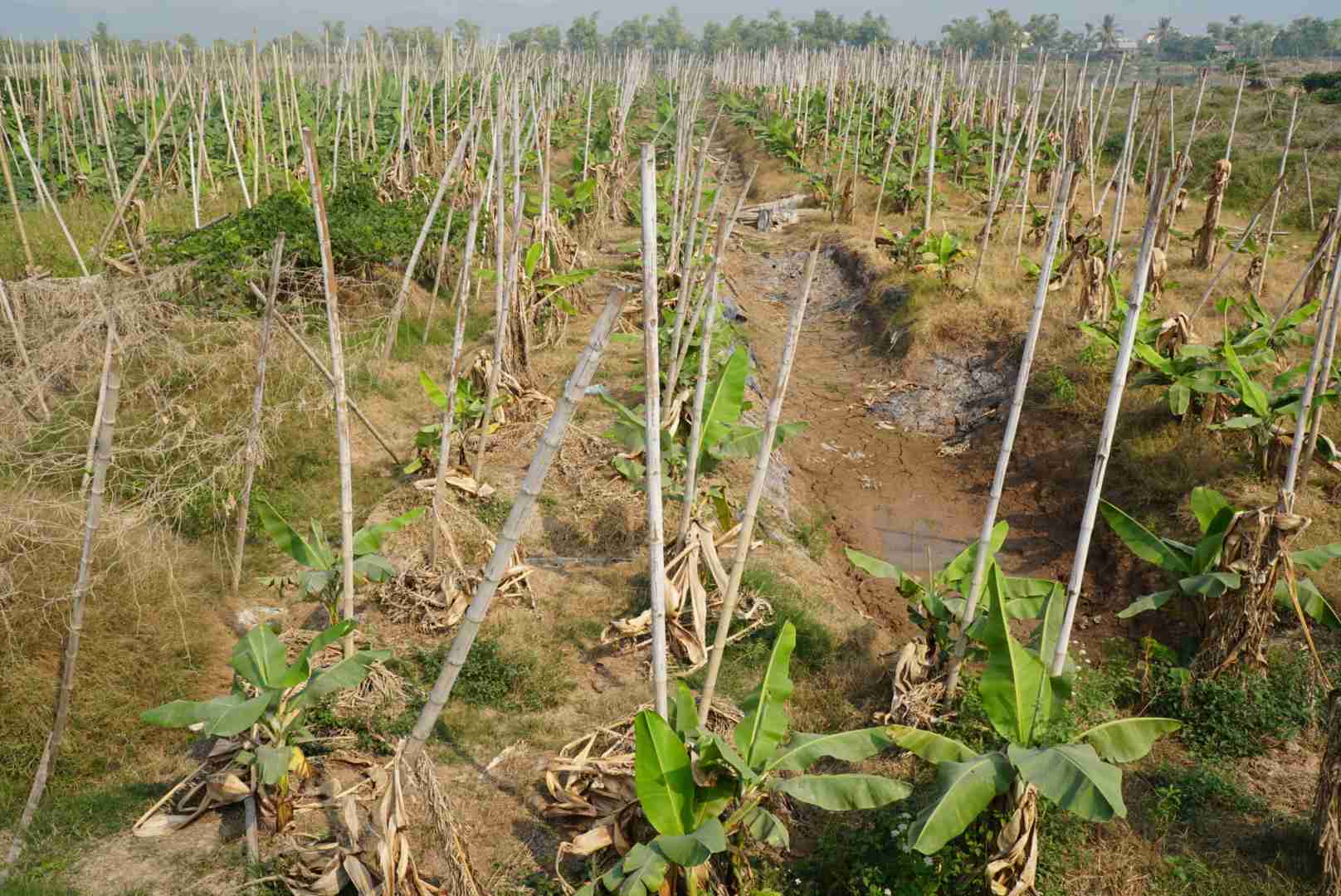 Due to storm No. 3, banana farmers in Kinh Mon town, Hai Duong lost their crops and stopped selling for Tet. Photo: Cong Hoa