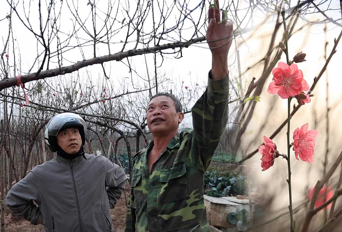 Eating and sleeping with peach blossoms, Nhat Tan residents only hope for a good Tet season