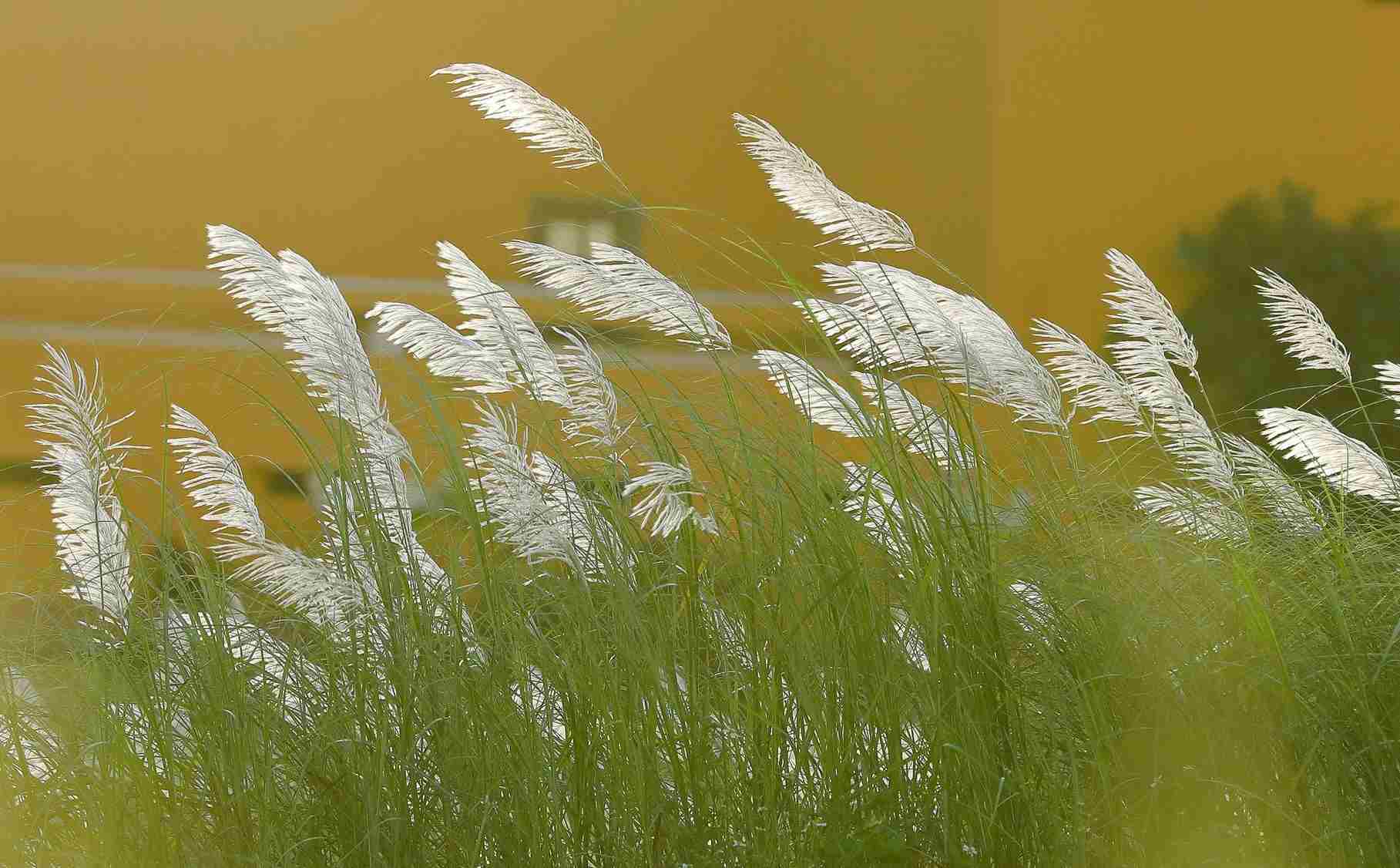 Reed fields along Thu Bon River, Quang Nam. Photo: Thanh Hai