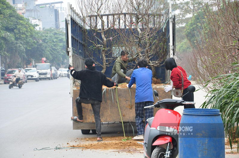 Tiểu thương vận chuyển hoa Tết đến để trưng bày.