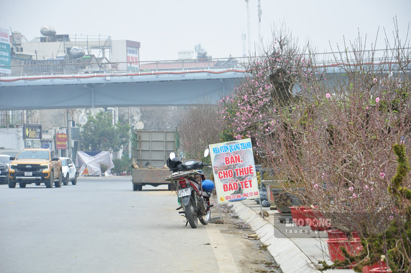 Rực rỡ sắc hoa nơi thành phố biên cương sau bão lũ