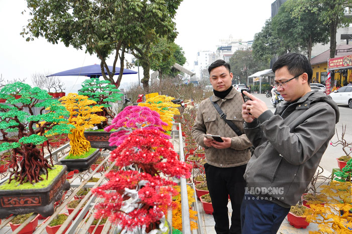 Các loại hoa như: nhất chi mai, địa lan và bon sai đồng cũng được bày bán tại chợ hoa năm nay.