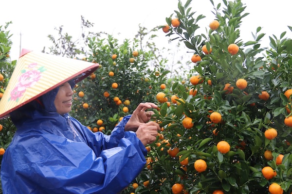 Nguoi dan Hoi An mung ro vi quat canh duoc thu mua gia cao. Anh: Nguyen Linh