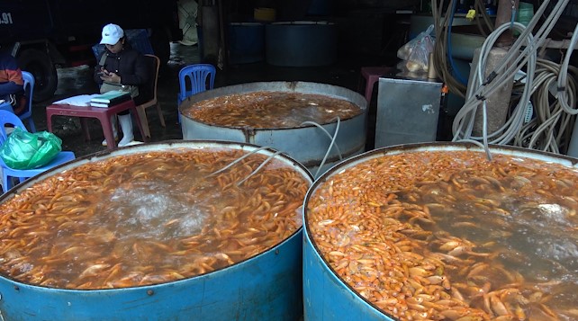 Near the Kitchen Gods' Day, the price of goldfish increases, while wholesale and retail prices decrease