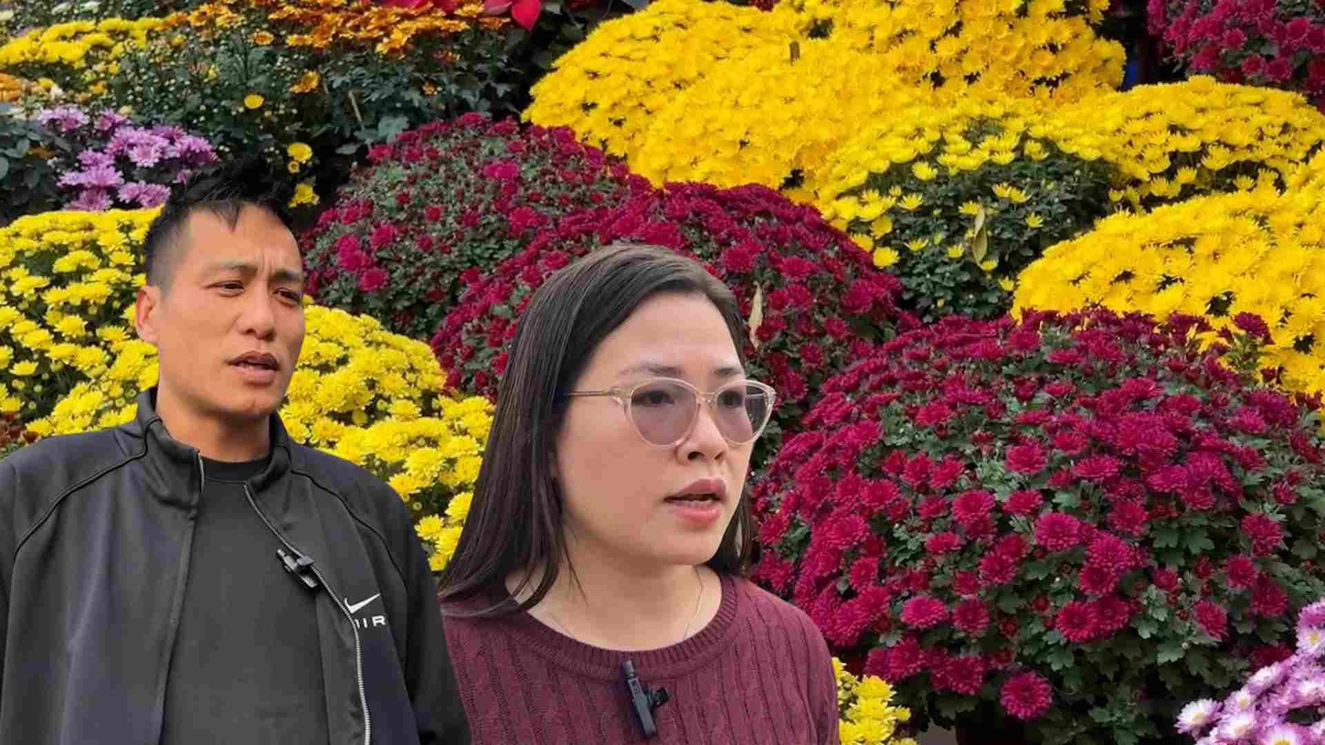 Sa Dec raspberry chrysanthemums flood the capital, consumption increases sharply