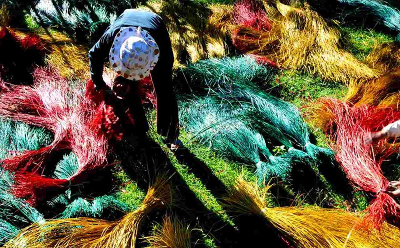 Dyeing sedge before weaving mats, a traditional craft present in both regions. Photo: Tran Cao Duyen