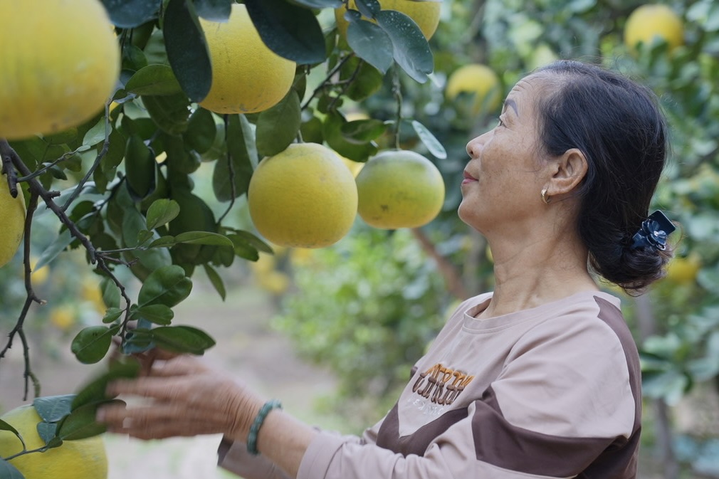Despite the difficulties caused by natural disasters, grapefruit growers in Phuc Dien still believe in a successful crop. Photo: Quynh Trang