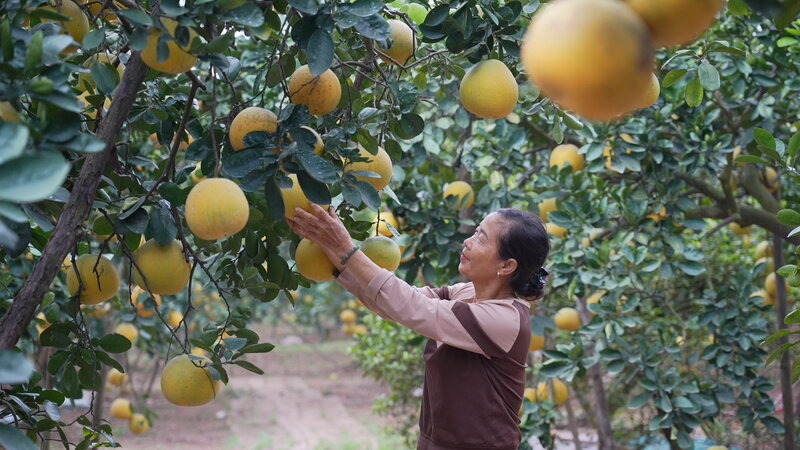 Chia se ve ky vong cua minh, ba Ngoc - Chu vuon buoi cho biet: “Du san luong giam, nhung toi van hy vong thu ve khoang 150 trieu dong sau khi tru chi phi cham soc. Anh: Quynh Trang