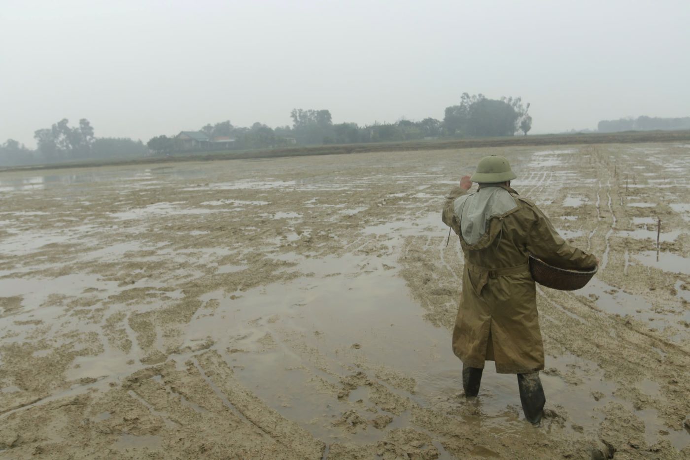 Farmers in Vinh Linh district go to the fields to re-sow damaged rice fields. Photo: H.Nguyen