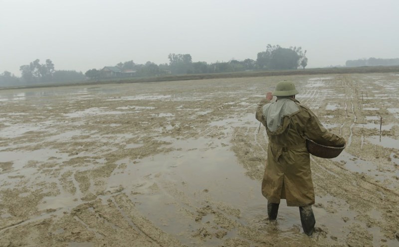 Farmers in Vinh Linh district go to the fields to re-sow damaged rice fields. Photo: H.Nguyen