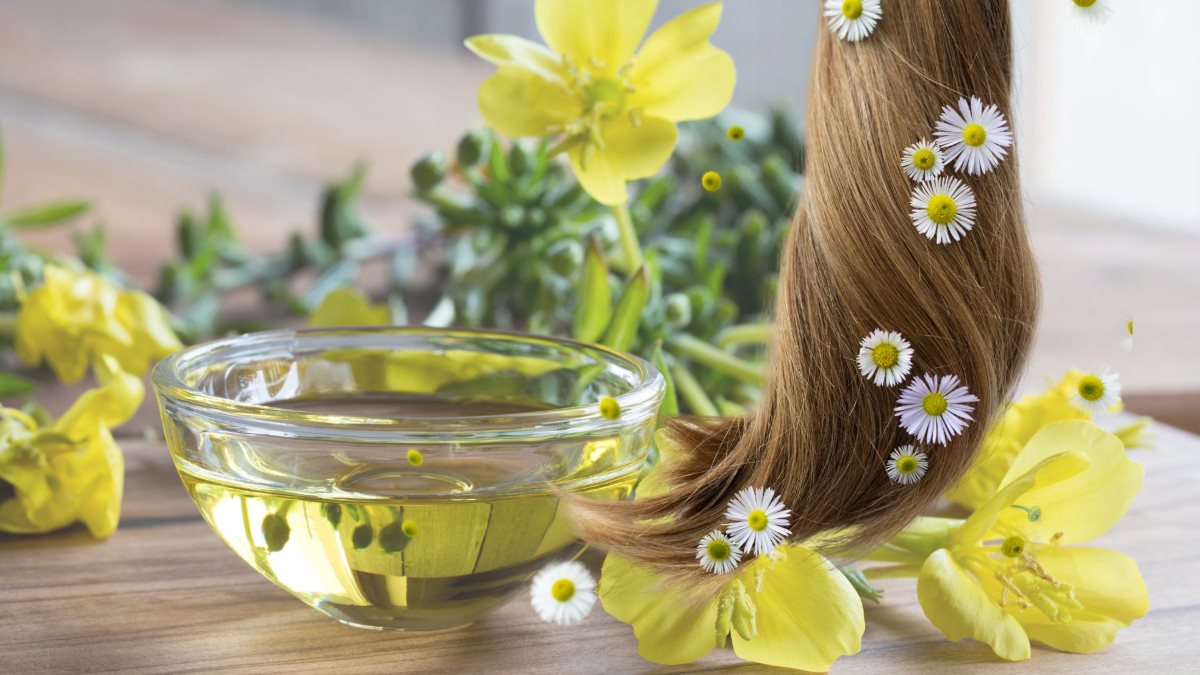 Evening primrose oil helps stimulate hair growth. Graphics: Thanh Thanh