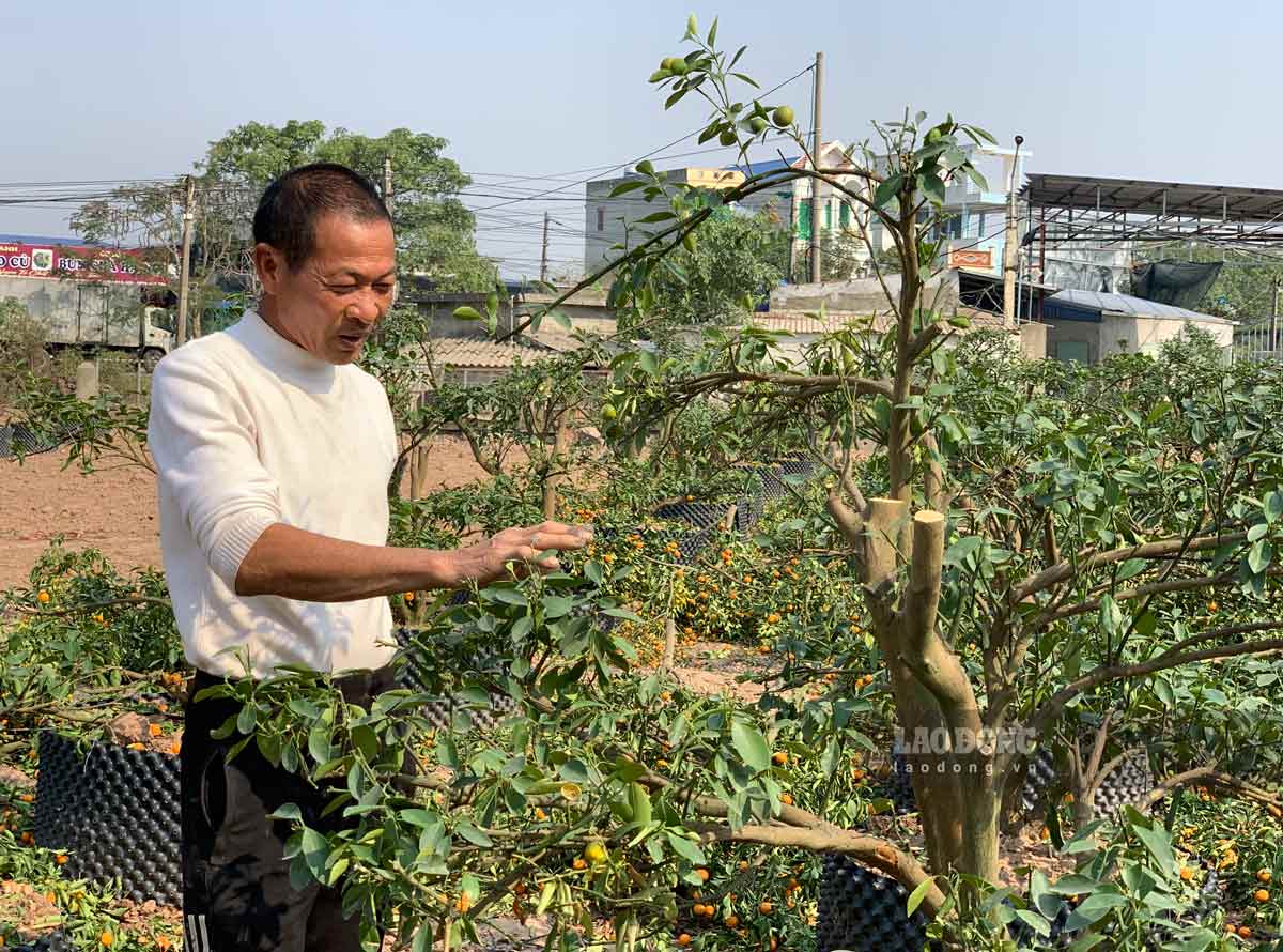 Phoi cay duoc chuan bi tu Tet nam nay de phuc vu cho cac nam sau. Anh: Luong Ha