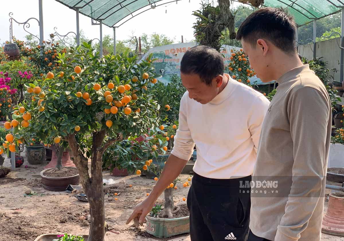 Khach den tan vuon nha ong Chau chon mua quat bonsai. Anh: Luong Ha